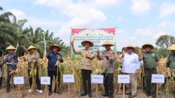 Panen Raya Jagung, Polri dan Pemerintah Daerah PALI Perkuat Ketahanan Pangen Nasional 2025