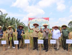 Panen Raya Jagung, Polri dan Pemerintah Daerah PALI Perkuat Ketahanan Pangen Nasional 2025