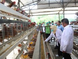 Banyuasin Jadi Role Model Peternakan Modern, Herman Deru Dorong Transformasi Industri Unggas