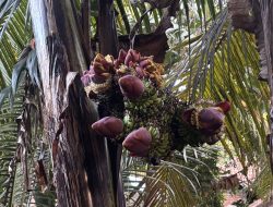 Fenomena Pohon Pisang Berbuah 10 Tandan di PALI