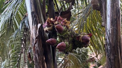 Fenomena Pohon Pisang Berbuah 10 Tandan di PALI